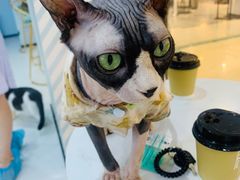 -糯米喵星人·撸猫猫舍咖啡馆(西市场嘉华店)