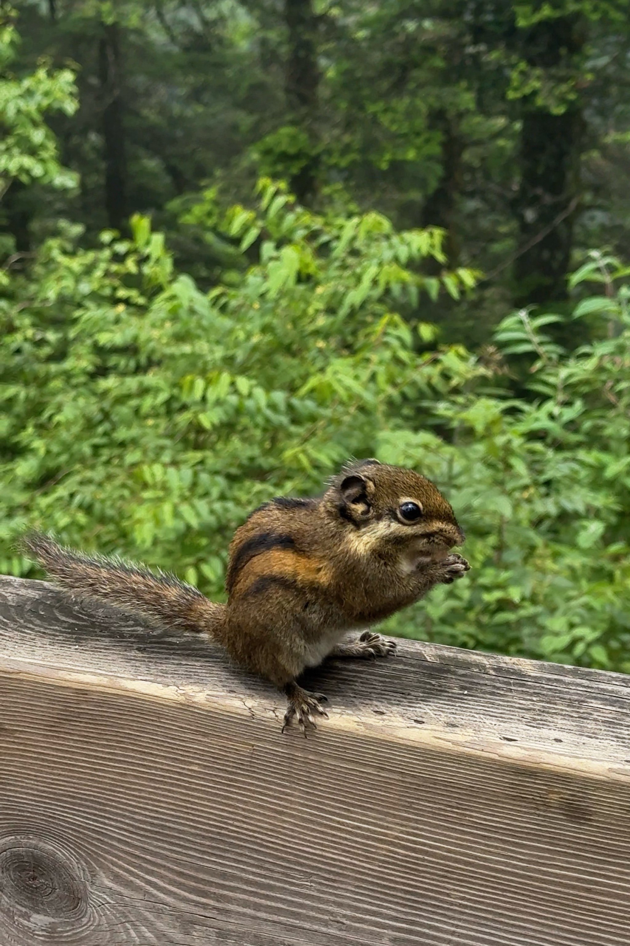 成都遛娃|小朋友的快乐很简单!