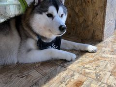 -Husky Go! 哈士奇体验馆·宠物咖啡厅狗咖