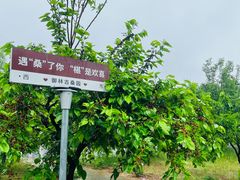 -御林古桑园