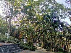 -东莞市虎英郊野公园