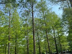 -泗洪洪泽湖湿地景区