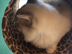 -飞行喵MR PILOT|猫舍·猫咖(静安大融城店)