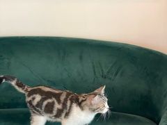 -猫大福·Fortune Cat猫舍(百子湾店)