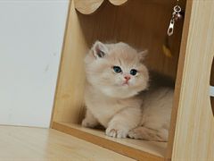 -东方名猫馆·英短金渐层布偶猫舍(环线广场1号楼店)