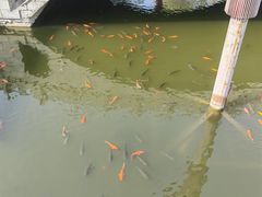 -第五季龙水凤港生态露营农场