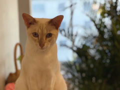 -Cappucimeow猫咪咖啡馆(韦伯时代店)
