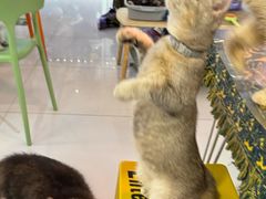 -平行世界·猫咖(首经贸店)