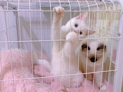 -宠颐生中康贝怡动物医院
