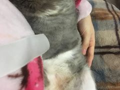 -佳怡动物医院·平价24小时·猫专科骨外科