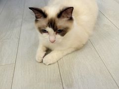 -喵的天空名猫咖啡馆·撸猫·猫舍·用品