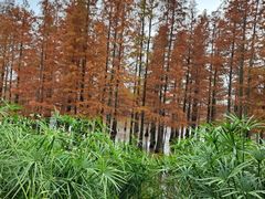 -白鹭湾湿地公园