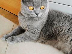 -Catmate·猫肥家润(金润铂宫店)