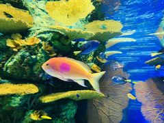 -上海海洋水族馆