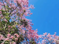 -火炉山森林公园