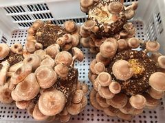 -先机泉水鸡汤(南山老君洞店)