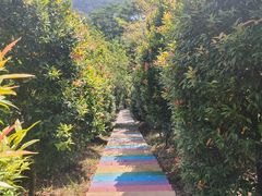 -佛山市三水区大南山森林公园