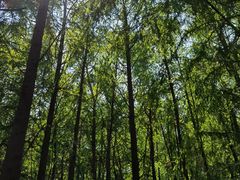 -上海海湾国家森林公园