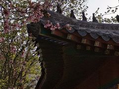 -桃花堤公园