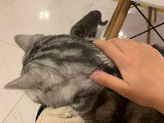 -三花喵·撸猫购宠·宠物生活馆(虹桥南丰城店)