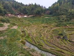 -紫鹊界梯田景区