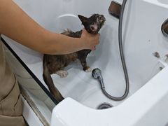 -爱洗澡的猫(天河路店)
