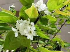 -南京市芳草园小学(凤凰校区)