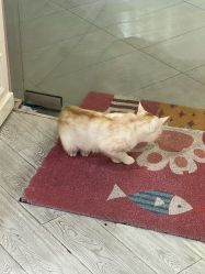 -兔猫ToMoreNails美甲美睫