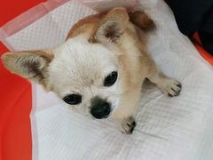 -纳吉亚猫专科动物医院博雅分院