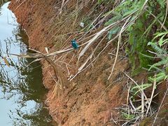 -神光山国家森林公园