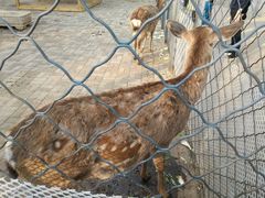 -长白岛森林公园