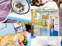-派美特宠物医院·核磁CT·骨科肿瘤·疑难转诊(沈农禾丰店)