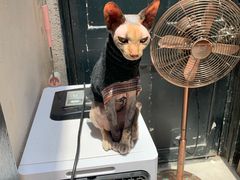 -猫色咖啡·猫咖