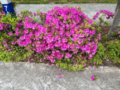 -高东镇樱花园
