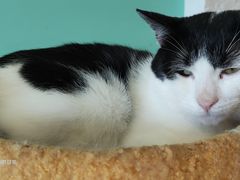 -猫在这儿猫咪咖啡馆·撸猫馆