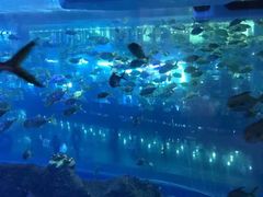 -成都浩海立方海洋公园