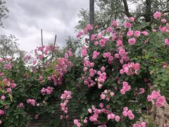 -三圣花乡旅游区