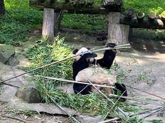 -都江堰中华大熊猫苑