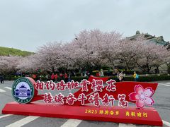 -武汉大学-樱园