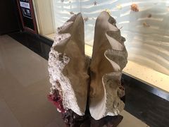 -青岛贝壳博物馆