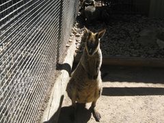 -费瑟代尔野生动物园