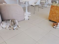 -怪兽屋·羊驼·猫咖·狗咖(俊华广场店)