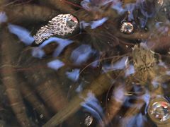 基围虾-清水湾3号(东方小周海鲜店)