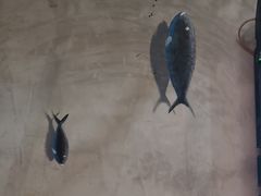 -探鱼·鲜青椒爽麻烤鱼(增城东汇城店)