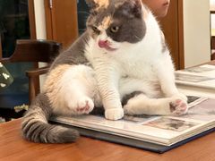 -有猫主题·治愈系猫咖(曾厝垵店)
