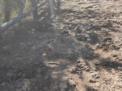 -磬锤峰森林公园