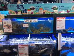 水产区-盒马鲜生(皇庭广场店)