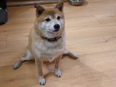 -是阿柴呀！柴犬咖啡·爱喵喵猫咖