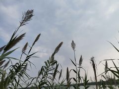 -南湖湿地公园