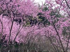 -重庆彩云湖湿地公园